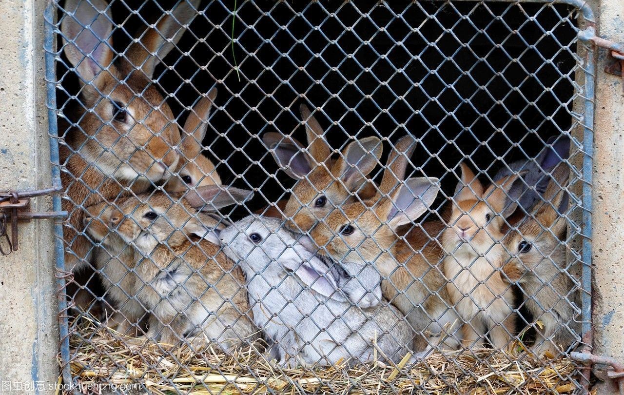法國盧瓦爾地區(qū)馬耶訥省老農(nóng)場中的兔子飼養(yǎng)藝術(shù)
